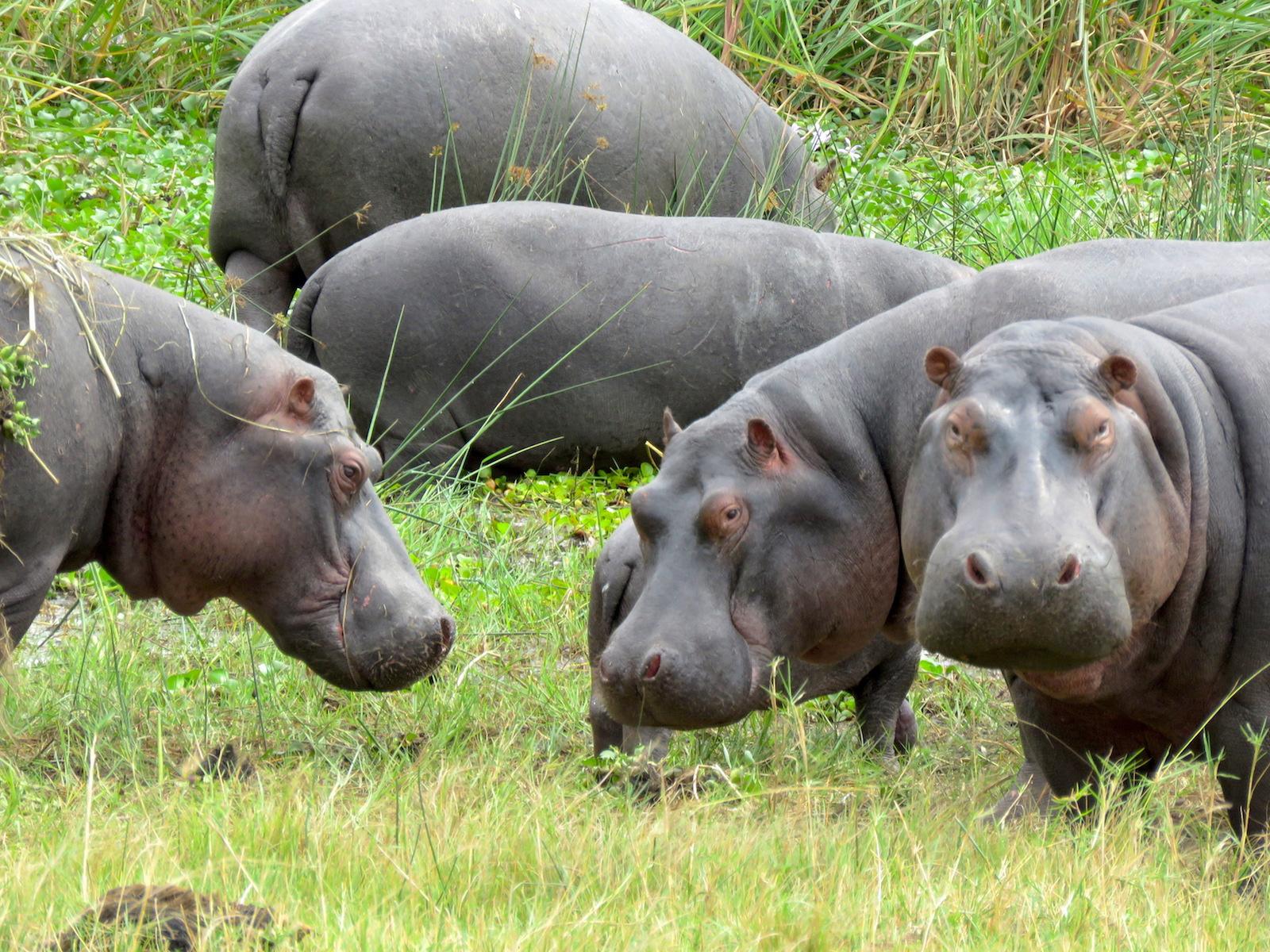 African countries want hippos listed as endangered species