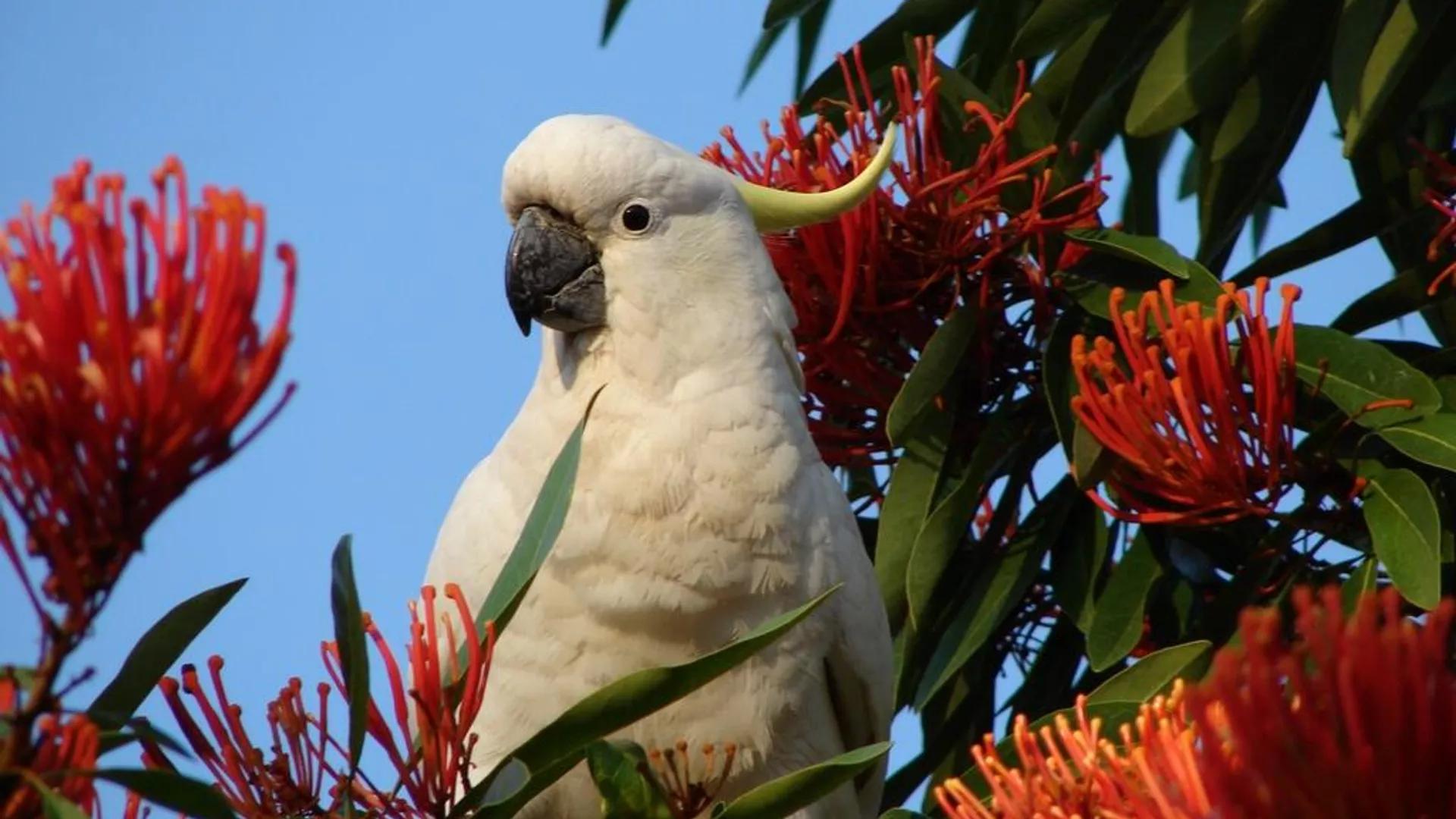 Study: Australia's Cockatoos Enter Into 'Inter-Species Arms Race' With Humans Study: Australia's Cockatoos Enter Into 'Inter-Species Arms Race' With Humans