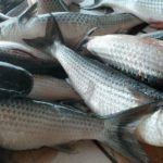 Porto Novo: Sale of fish is prohibited on city streets Porto Novo: Sale of fish is prohibited on city streets