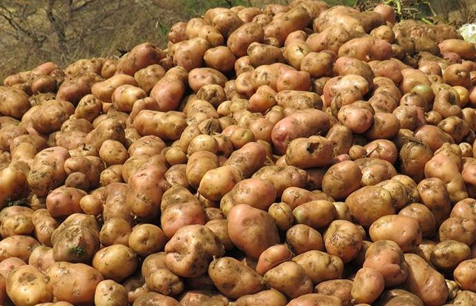 Porto Novo: EU praises the municipality’s commitment to food safety in the municipality Porto Novo: EU praises the municipality’s commitment to food safety in the municipality