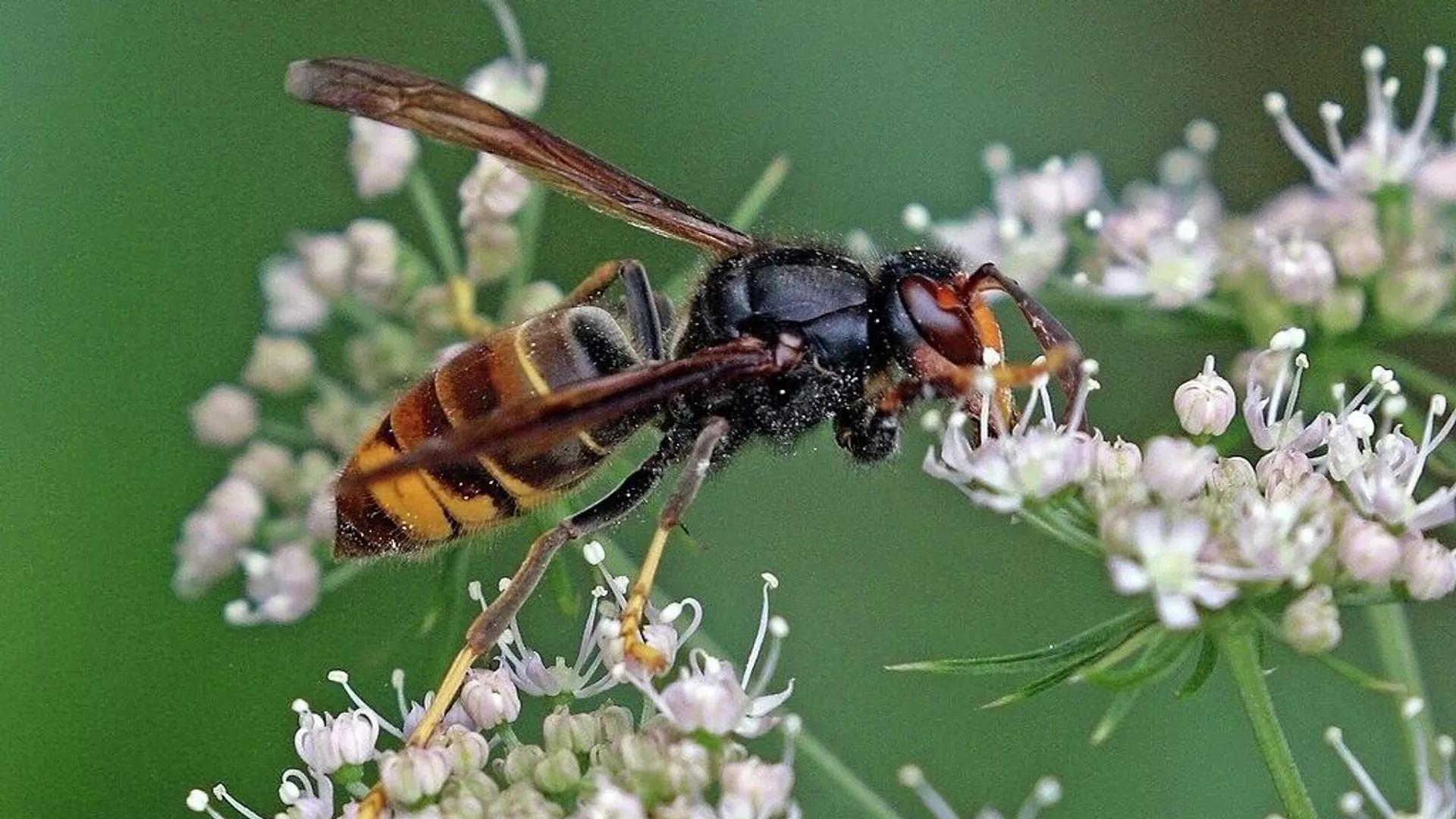 Study Reveals How Predatory Asian Hornets Invaded Europe Study Reveals How Predatory Asian Hornets Invaded Europe