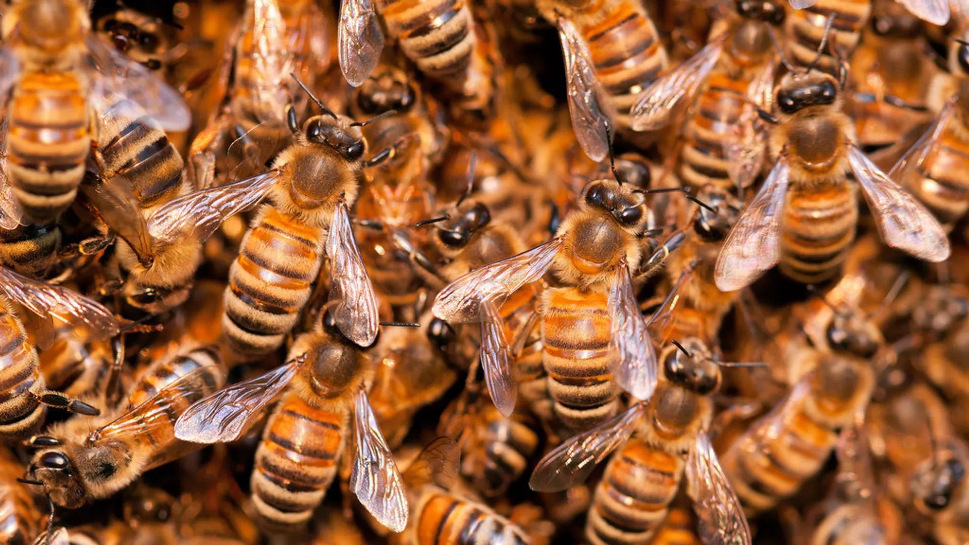 New Honeybee Vaccine Touted as 'Breakthrough' in Protecting Pollinator From Fatal Disease New Honeybee Vaccine Touted as 'Breakthrough' in Protecting Pollinator From Fatal Disease