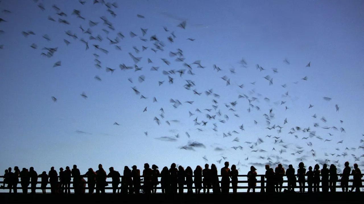 Back From the Frozen: Hundreds of Wild Bats Released After Surviving 'Hypothermic Shock' Back From the Frozen: Hundreds of Wild Bats Released After Surviving 'Hypothermic Shock'