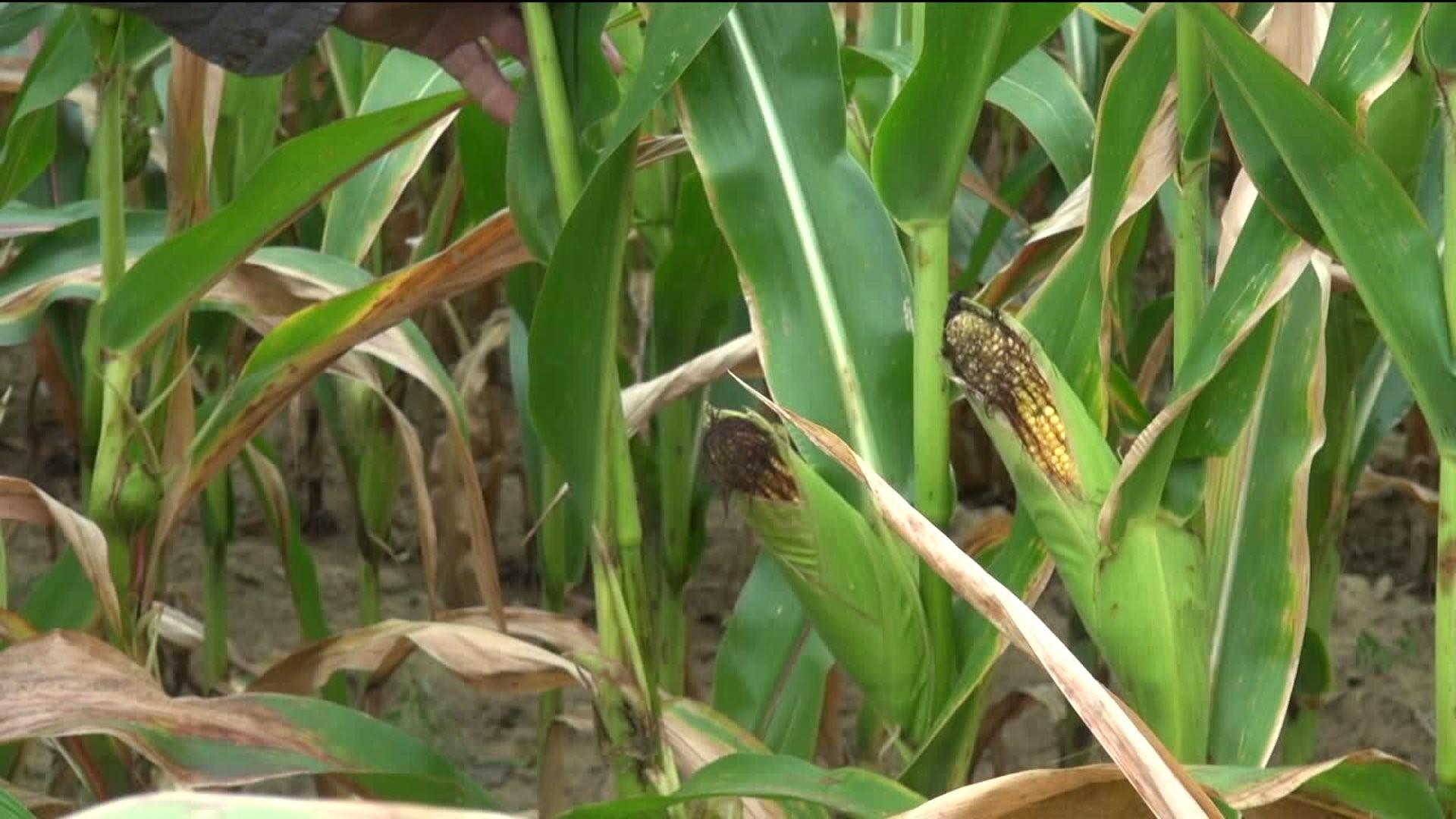 Almost all of Africa’s maize crop is at risk from devastating fall armyworm pest, study reveals
