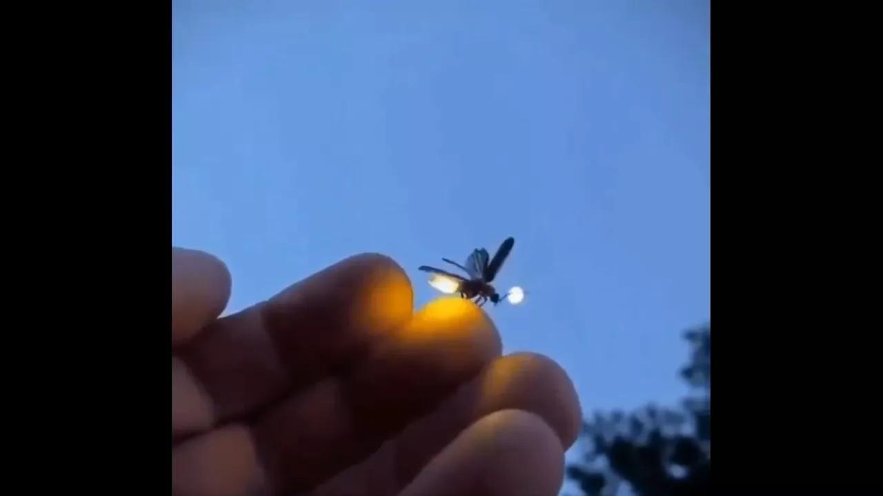 Illuminating Discovery: Russian Scientists Find Out How to Use Fireflies to Detect Bacteria Illuminating Discovery: Russian Scientists Find Out How to Use Fireflies to Detect Bacteria