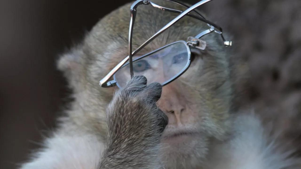 Wild Thai Macaques Could Throw Monkey Wrench in Human Evolution Narrative, Study Says Wild Thai Macaques Could Throw Monkey Wrench in Human Evolution Narrative, Study Says