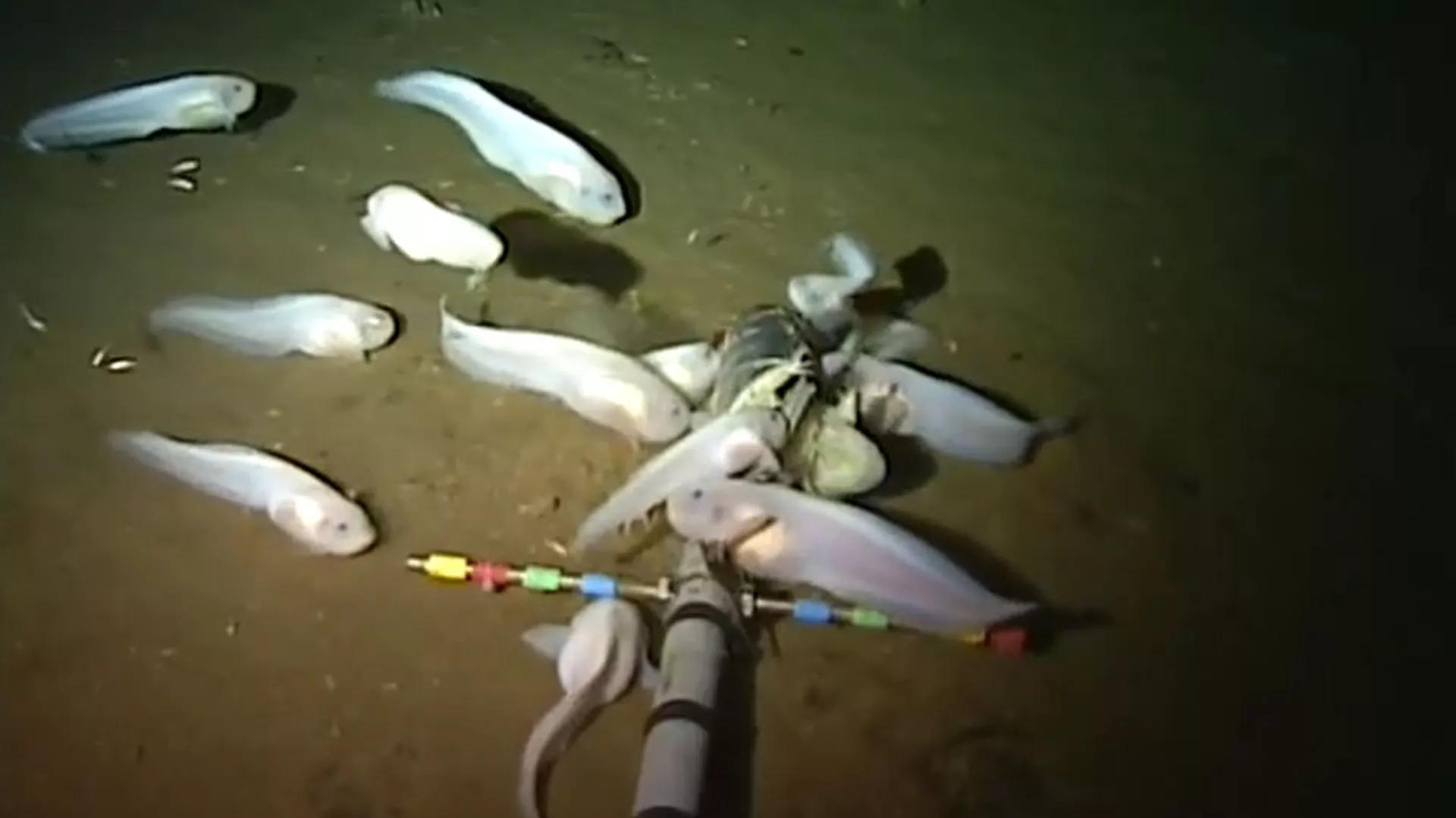 New Research Reveals Fish Live Deeper Than Thought New Research Reveals Fish Live Deeper Than Thought