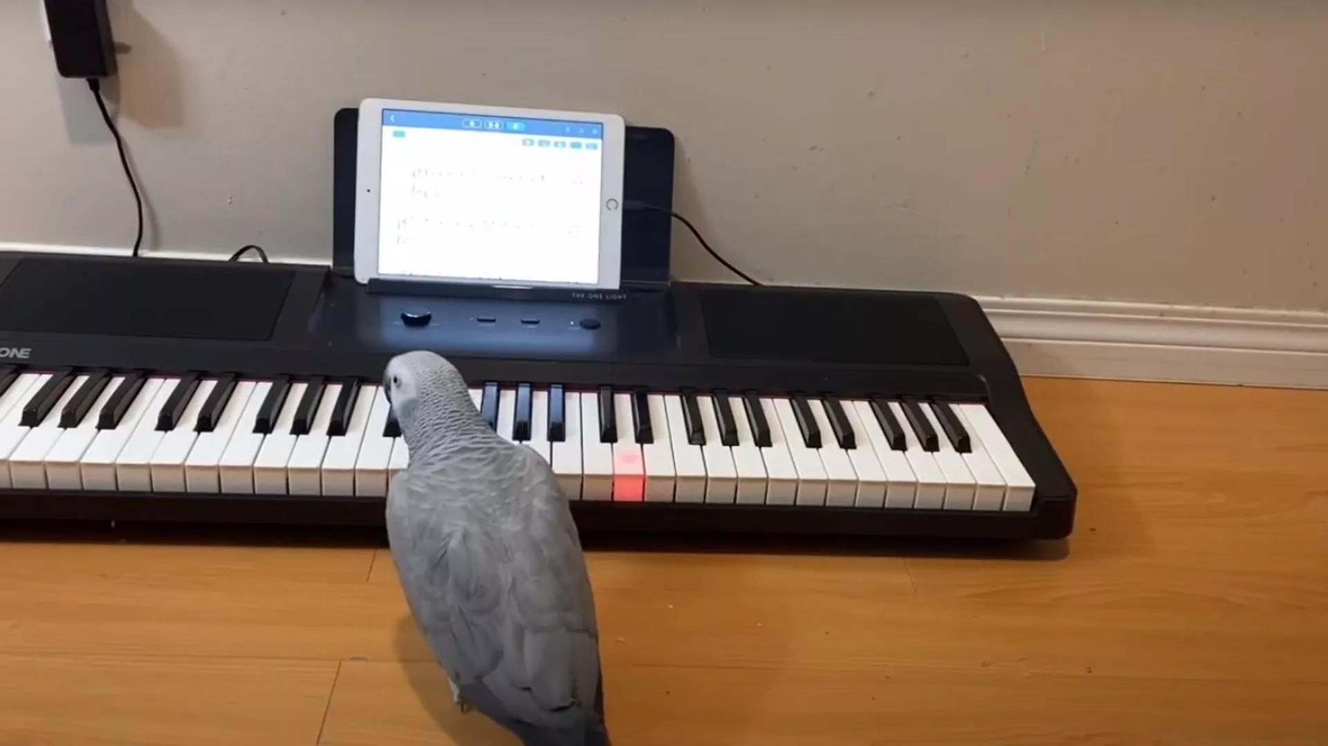 Social 'Butterflies': Parrots Feel Less Lonely After Video Calls to Other Birds Social 'Butterflies': Parrots Feel Less Lonely After Video Calls to Other Birds