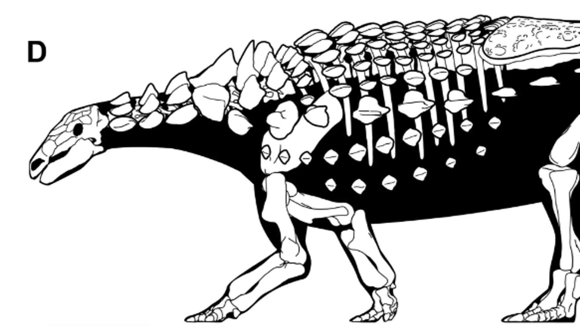 New Dinosaur Species That Once Sported Spiked Armor Discovered on Isle of Wight New Dinosaur Species That Once Sported Spiked Armor Discovered on Isle of Wight