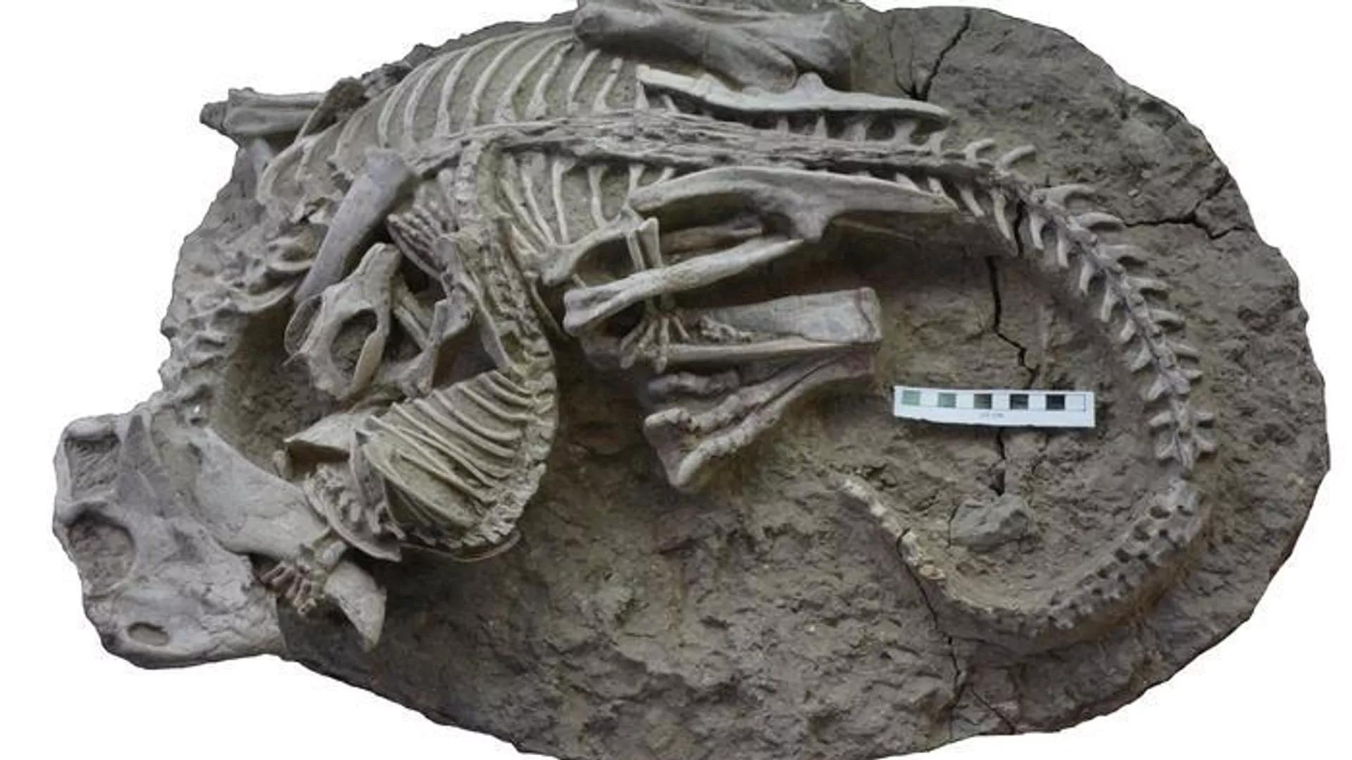 New Evidence Shows Ancient Mammal Preyed on Dinosaurs, Scientists Say New Evidence Shows Ancient Mammal Preyed on Dinosaurs, Scientists Say