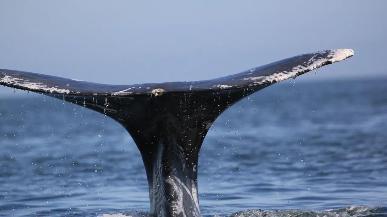 This Pre-Historic Whale May Have Been The Heaviest Animal Ever This Pre-Historic Whale May Have Been The Heaviest Animal Ever