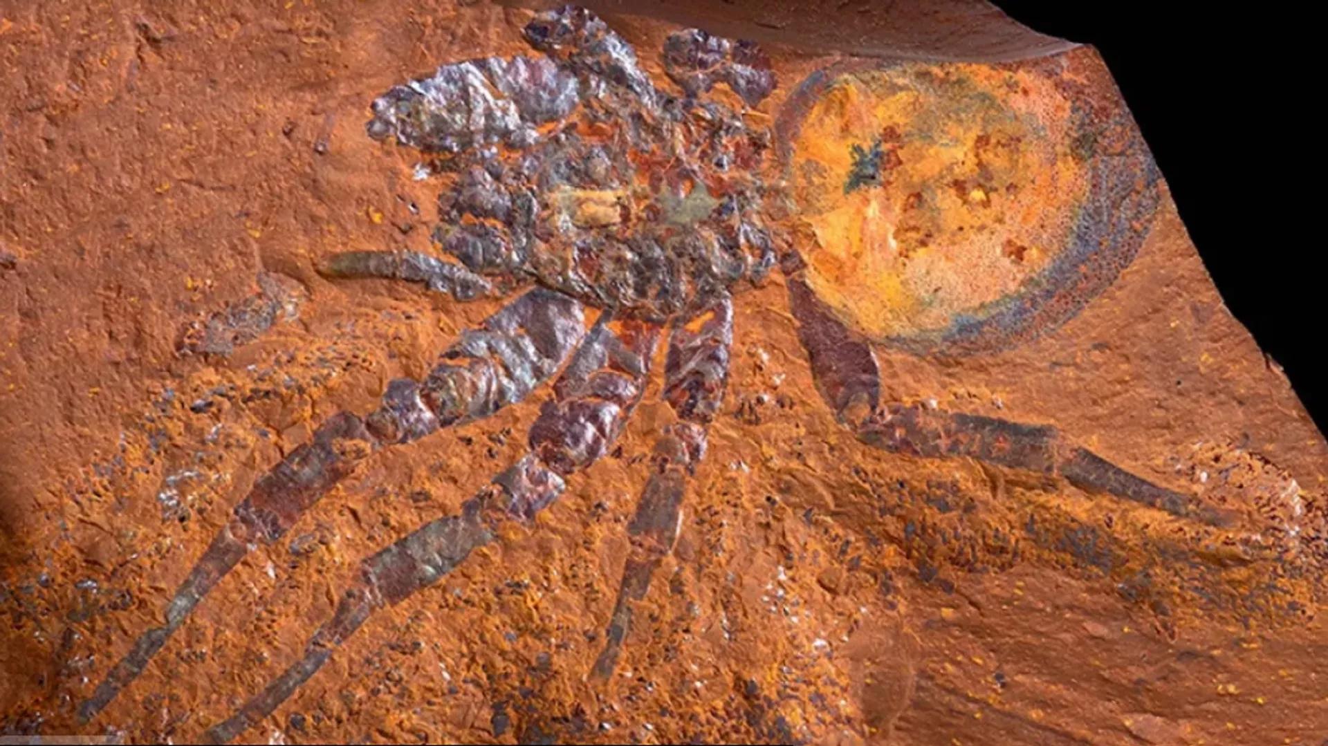 15-Million-Year-Old Spider Fossil Unearthed, Second Largest Ever Found 15-Million-Year-Old Spider Fossil Unearthed, Second Largest Ever Found
