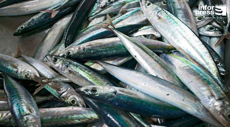 Association of Fishmongers of Mindelo holds an ecological fair to show the feasibility of reusing fishing by-products Association of Fishmongers of Mindelo holds an ecological fair to show the feasibility of reusing fishing by-products