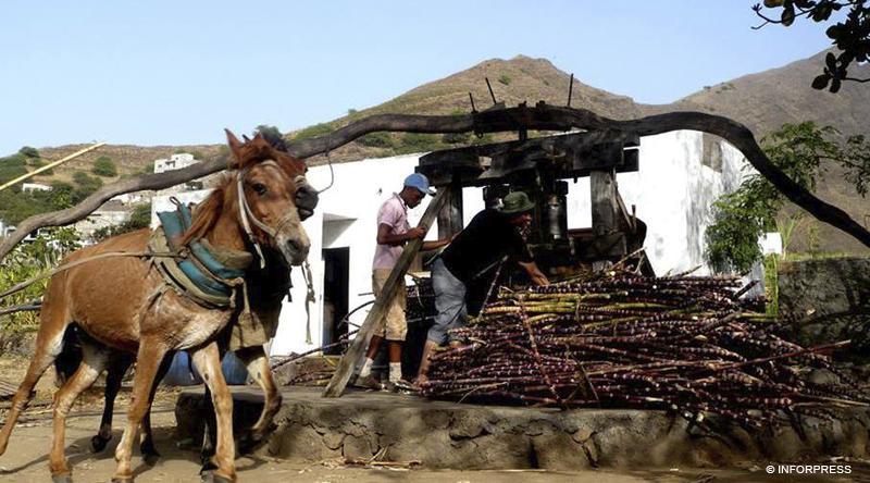 Grogue produced in the city could be exported to Africa Grogue produced in the city could be exported to Africa