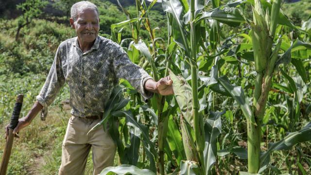 Rain blesses Cape Verde with more corn for All Saints tradition Rain blesses Cape Verde with more corn for All Saints tradition