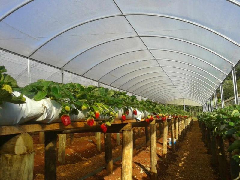 Government approves Incentive Program for Agricultural Greenhouses with investment of more than 185 thousand contos Government approves Incentive Program for Agricultural Greenhouses with investment of more than 185 thousand contos