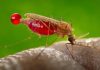 Cape Verde Reports Thirty Malaria Cases This Year Cape Verde Reports Thirty Malaria Cases This Year