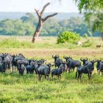 Crossing Borders for Conservation in Southern Africa Crossing Borders for Conservation in Southern Africa