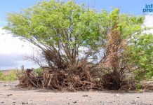 São Vicente Association Warns of Acacia Tree Felling São Vicente Association Warns of Acacia Tree Felling