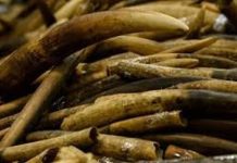 Notorious ivory trafficker re-arrested in Mombasa Notorious ivory trafficker re-arrested in Mombasa