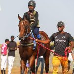 Vulcão, Standout Equestrian Horse in Cape Verde, Dies Vulcão, Standout Equestrian Horse in Cape Verde, Dies