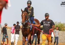 Vulcão, Standout Equestrian Horse in Cape Verde, Dies Vulcão, Standout Equestrian Horse in Cape Verde, Dies