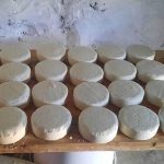 Producers View Northern Plateau Cheese Fair Favorably Producers View Northern Plateau Cheese Fair Favorably