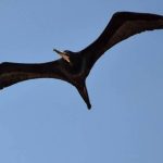 Frigate Sighting Near Brava Island Sparks Conservation Hope Frigate Sighting Near Brava Island Sparks Conservation Hope