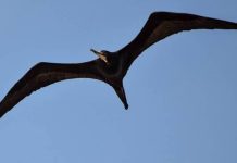 Frigate Sighting Near Brava Island Sparks Conservation Hope Frigate Sighting Near Brava Island Sparks Conservation Hope