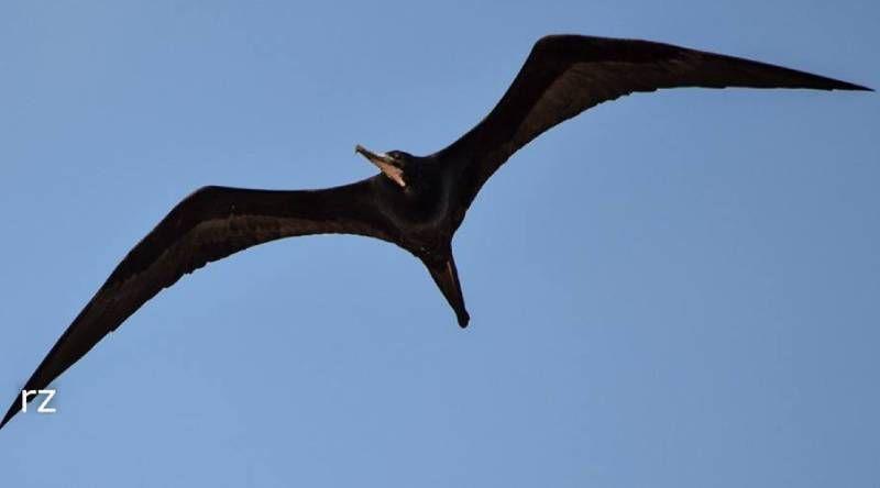 Frigate Sighting Near Brava Island Sparks Conservation Hope Frigate Sighting Near Brava Island Sparks Conservation Hope
