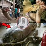 Man Discovered Inside 8-Meter Python Shocks World Man Discovered Inside 8-Meter Python Shocks World
