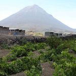 Fogo Island Hosts International Wine And Agricultural Fair Fogo Island Hosts International Wine And Agricultural Fair