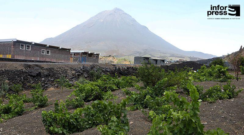 Fogo Island Hosts International Wine And Agricultural Fair