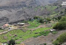 Tarrafal De Monte Trigo Praises Farmers’ Yam Recovery Tarrafal De Monte Trigo Praises Farmers' Yam Recovery