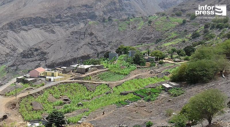 Tarrafal De Monte Trigo Praises Farmers' Yam Recovery Tarrafal De Monte Trigo Praises Farmers' Yam Recovery