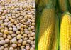 International Markets See Drop in Corn and Soybean Oil International Markets See Drop in Corn and Soybean Oil