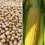 International Markets See Drop in Corn and Soybean Oil International Markets See Drop in Corn and Soybean Oil