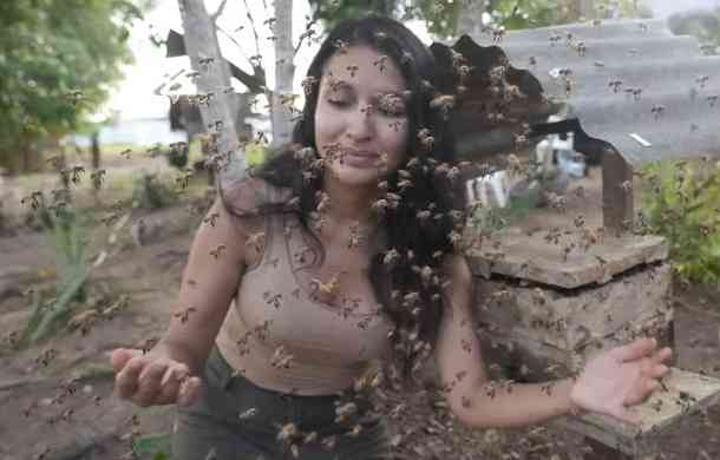 Stingless Bees Granted Legal Rights in World First Stingless Bees Granted Legal Rights in World First