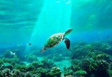 Taola Aims to Enhance Marine Monitoring with Technology Taola Aims to Enhance Marine Monitoring with Technology