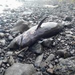 Pilot Whales Sighted in São Nicolau Raise Health Concerns Pilot Whales Sighted in São Nicolau Raise Health Concerns