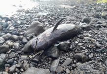Pilot Whales Sighted in São Nicolau Raise Health Concerns Pilot Whales Sighted in São Nicolau Raise Health Concerns