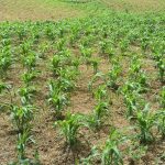 Brava Farmers Face Low Vegetable Yields From Drought Brava Farmers Face Low Vegetable Yields From Drought