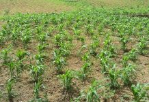 Brava Farmers Face Low Vegetable Yields From Drought Brava Farmers Face Low Vegetable Yields From Drought