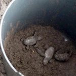 Cape Verde Seeks Monitors and Volunteers for Sea Turtles Cape Verde Seeks Monitors and Volunteers for Sea Turtles