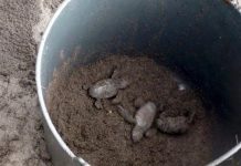 Cape Verde Seeks Monitors and Volunteers for Sea Turtles Cape Verde Seeks Monitors and Volunteers for Sea Turtles