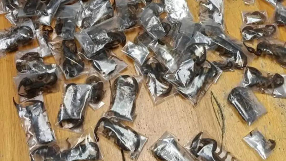 Africa Wildlife Trade: 150 Scorpions in Bag Africa Wildlife Trade: 150 Scorpions in Bag