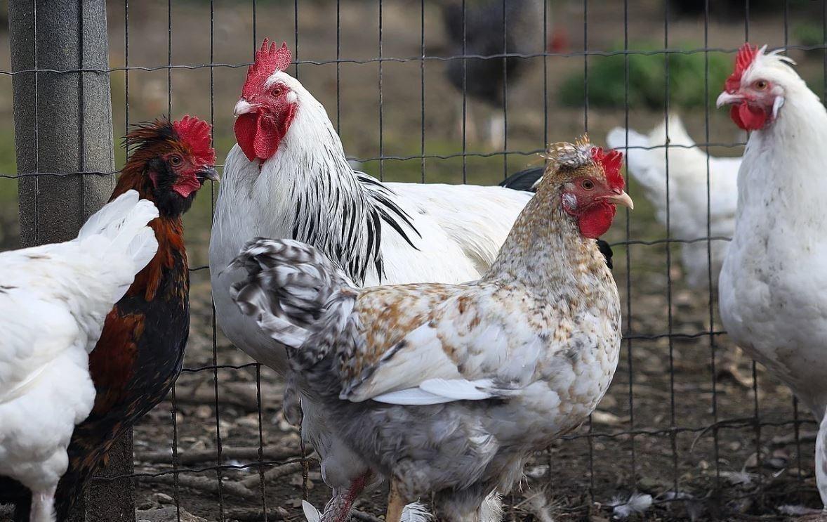 Grippe aviaire : Le premier cas de transmission à l'humain détecté, selon la Russie