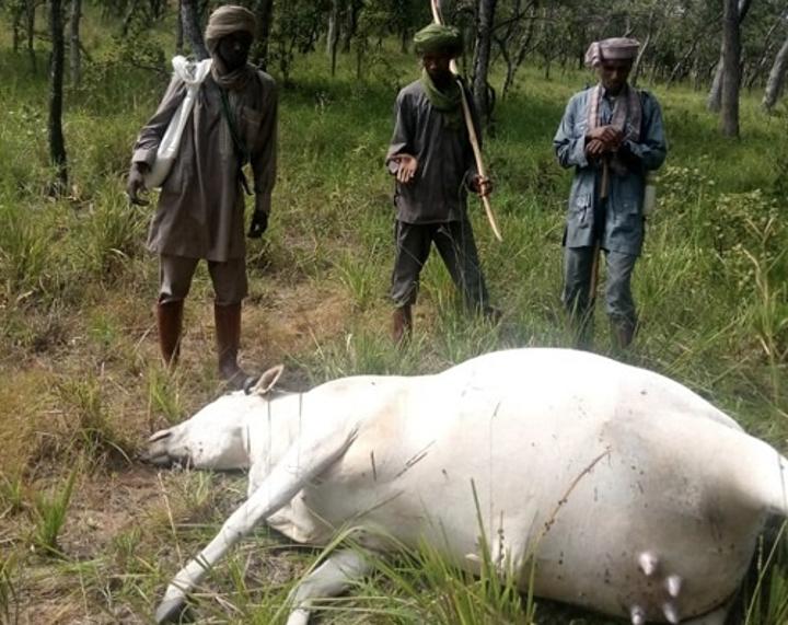 deux éleveurs tués, et au moins vingt têtes de bœufs abattus par les soldats FACA dans le Nord-ouest deux éleveurs tués, et au moins vingt têtes de bœufs abattus par les soldats FACA dans le Nord-ouest
