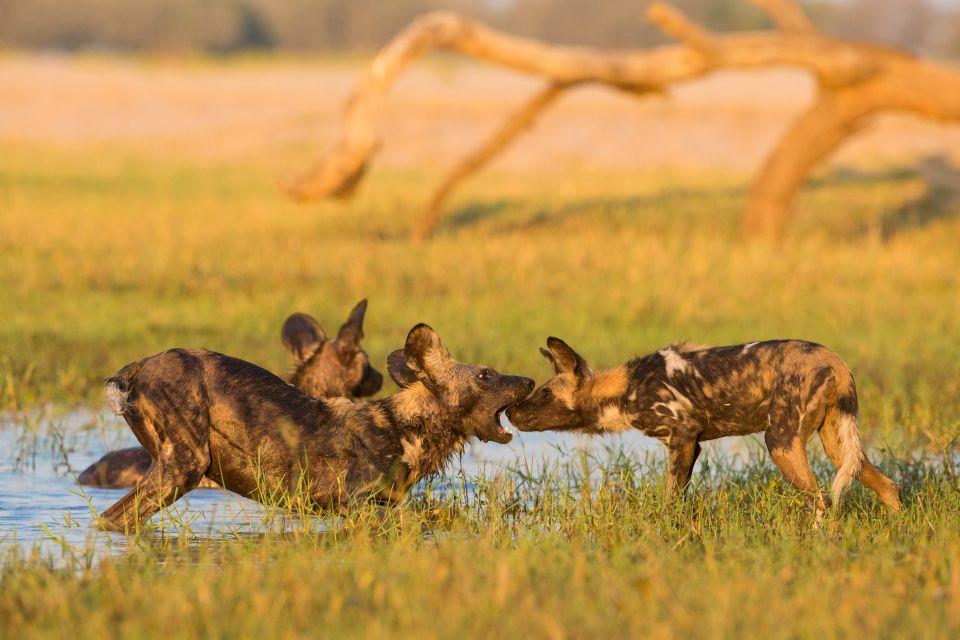 EN CENTRAFRIQUE, DES GARDES FORESTIERS DONNENT UNE NOUVELLE CHANCE À LA FAUNE SAUVAGE EN CENTRAFRIQUE, DES GARDES FORESTIERS DONNENT UNE NOUVELLE CHANCE À LA FAUNE SAUVAGE