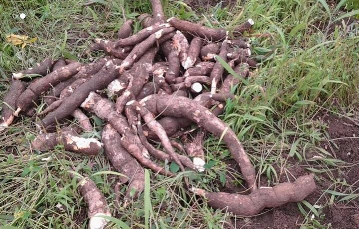 le gouvernement et la FAO vers une solution pour améliorer la production du manioc le gouvernement et la FAO vers une solution pour améliorer la production du manioc